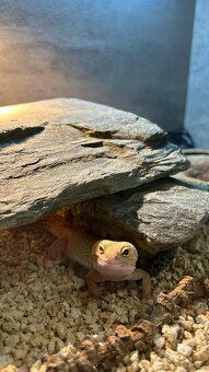 Dwa gekony wraz z terrarium - 2