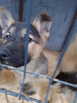 Owczarek niemiecki - 2