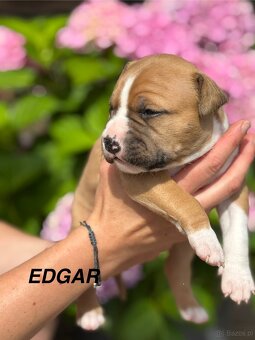 Amstaff - 2