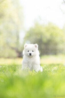 Samojed z FCI/PP – urodzone szczenięta z wyjątkowego skojarz - 2