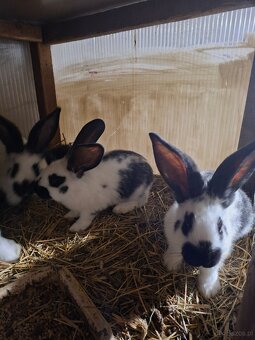 Sprzedam króliki mieszance srokacz i belg - 2