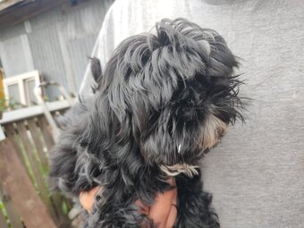Suczka Shih-tzu - 2