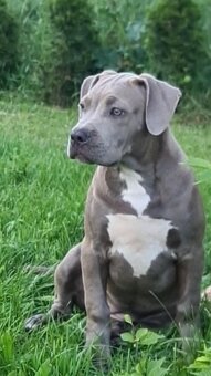 American bully XL - 2