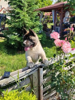 Akita - 2