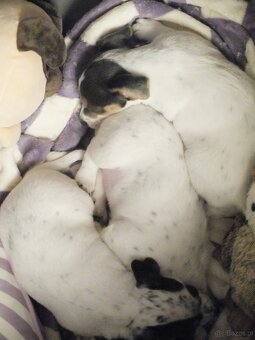 Jack Russell terrier - 2