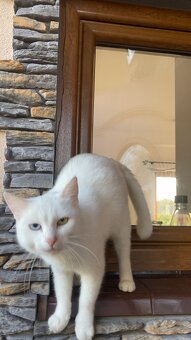 Biała kotka Khao Manee - 2