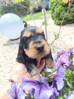 Cocker Spaniel Angielski - 2