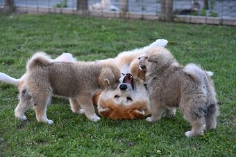 Akita Inu Akita japońska ZKWP FCI po Championie - 2