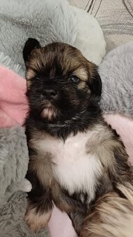 LHASA APSO szczenieta s PP - 2