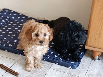 Maltipoo ostatnia suczka - 2