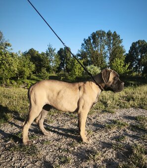 Bulmastif s PP/ Bullmastif/ Bulmastiff - 2