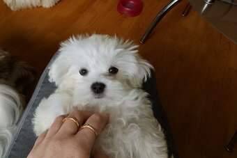 Śliczne maltańczyki - 2