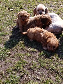 Cavapoo szczenięta - 2