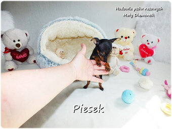 Pinczer miniaturowy- Ratlerek, tzw.sarenka, MINI Piesek nr1 - 2