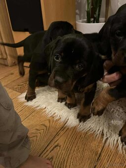 Szczeniaki po rasowych rodzicach - 2