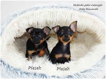 Mini Piesek Pinczer miniaturowy, tzw. Ratlerek Sarenka do RE - 2