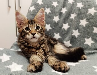 Kochane kociaczki Maine coon - 2