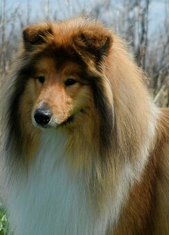 OWCZAREK SZKOCKI DŁUGOWŁOSY SUCZKA - 2