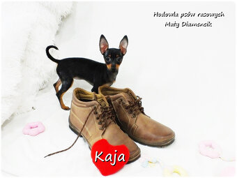 Pinczer miniaturowy (Ratlerek) Suczka KAJA z Rodowodem i Wyp - 2