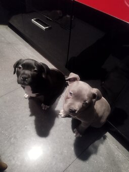 Amerykan BULI XL - 2