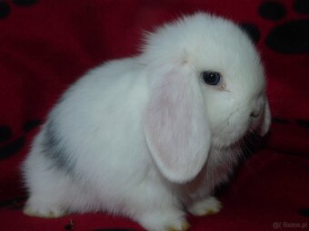 Białe króliki mini lop - 2