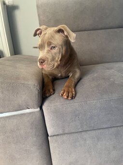 Suczka american bully pocket pies samica abck - 2