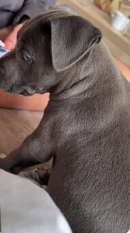 Sprzedam American Staffy Bull Pit szczeniak - 2