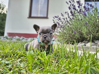 Buldog francuski - 2