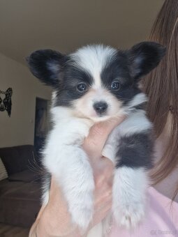 Papillon - 2