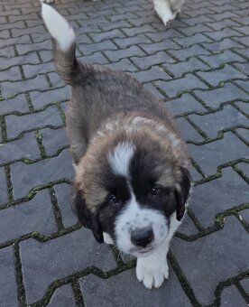 Moskiewski Pies Strozujacy - 2