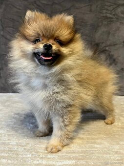Szpic miniaturowy, Pomeranian - ORANGE - 2