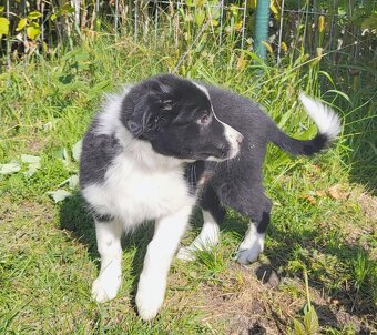 Border Collie - 2