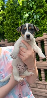 Szczeniaki Jack Russell Terrier szukją domu - 2