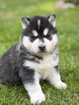 Siberian Husky ZKwP, piesek husky różnooki FCI - 2