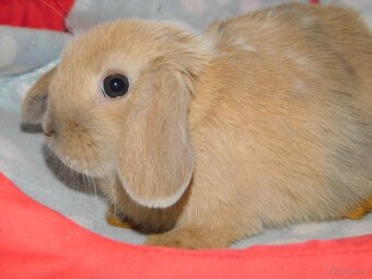 Cudne baranki mini lop - 2