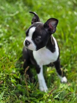 Boston terrier - 2