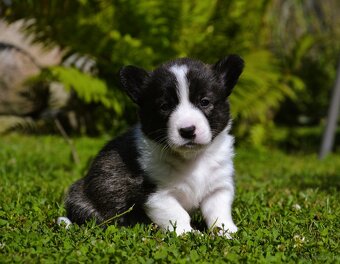 Welsh Corgi Cardigan ZKwP/FCI - 2