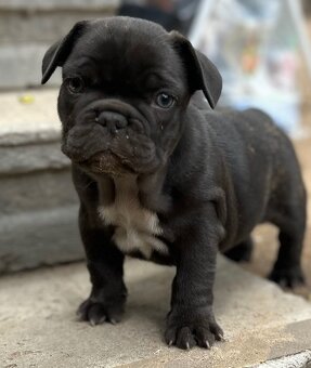 Buldog Francuski - 2