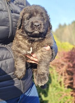 Leonberger suczka FCI po Championach - 2