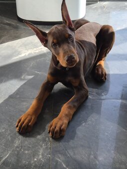 Doberman 3 miesiace FCI - 2