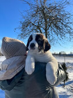 Owczarki Środkowoazjatyckie - 2