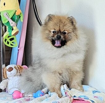 Szpic miniaturowy pomeranian piękne szczenięta. - 2