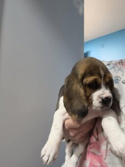 Beagle Suczka Tricolor - 2