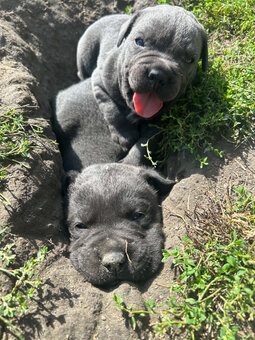 Szczeniaki Cane corso- Suczki - 2