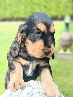 Cocker Spaniel Angielski - 2