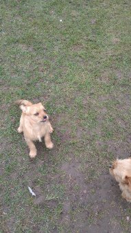 Do oddania za darmo piesek półroczny - 2