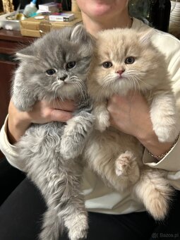 Brytyjskie kocięta z rodowode - 2