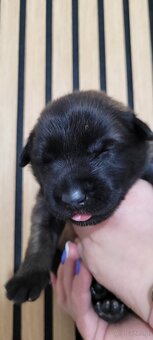 Owczarek belgijski malinois - 2