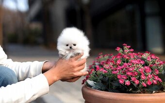 Urocze szczenięta rasy pomeranian dostępne do adopcji. - 2