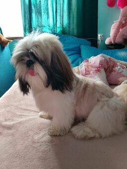 Sprzedam Psa rasy Shih tzu - 2